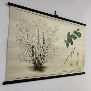 Botanisk väggkarta Vintage, Hasselträd Poster, Botaniskt Tryck, Neddragbar Skolakarta, Naturväggdekor