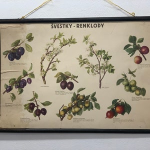 Rare lithographie de l'école des prunes, carte scolaire des prunes vintage, carte murale imprimée en carton, décoration de la chambre des enfants, carte de l'école.