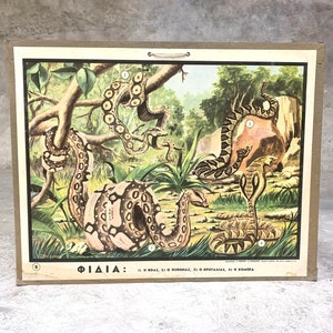 Impresión escolar de serpientes Gráfico escolar de cartón original Gráfico de pared con impresión de cartón vintage Decoración del hogar.