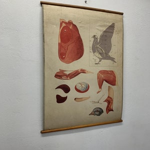 Vogel Anatomie Ornithologie Lithografie Druck Schulkarte Vintage Kartondruck Wandkarte Schulkarte Wandteppich Wohnkultur.