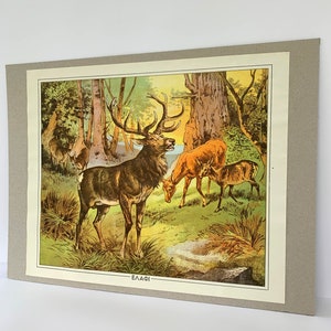 Vintage Deers School Print, Original Cardboard Chart, 1960s Greek Educational Wall Map, Kids Room Decor, Wall Tapestry, Antique School Chart