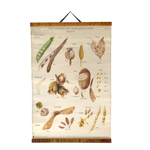 Samen Vintage Schulkarte, Samen Botanische Schulkarte, Botanische Schule Wissenschaft, Schulkarte, Wandbehang, Wohnkultur.