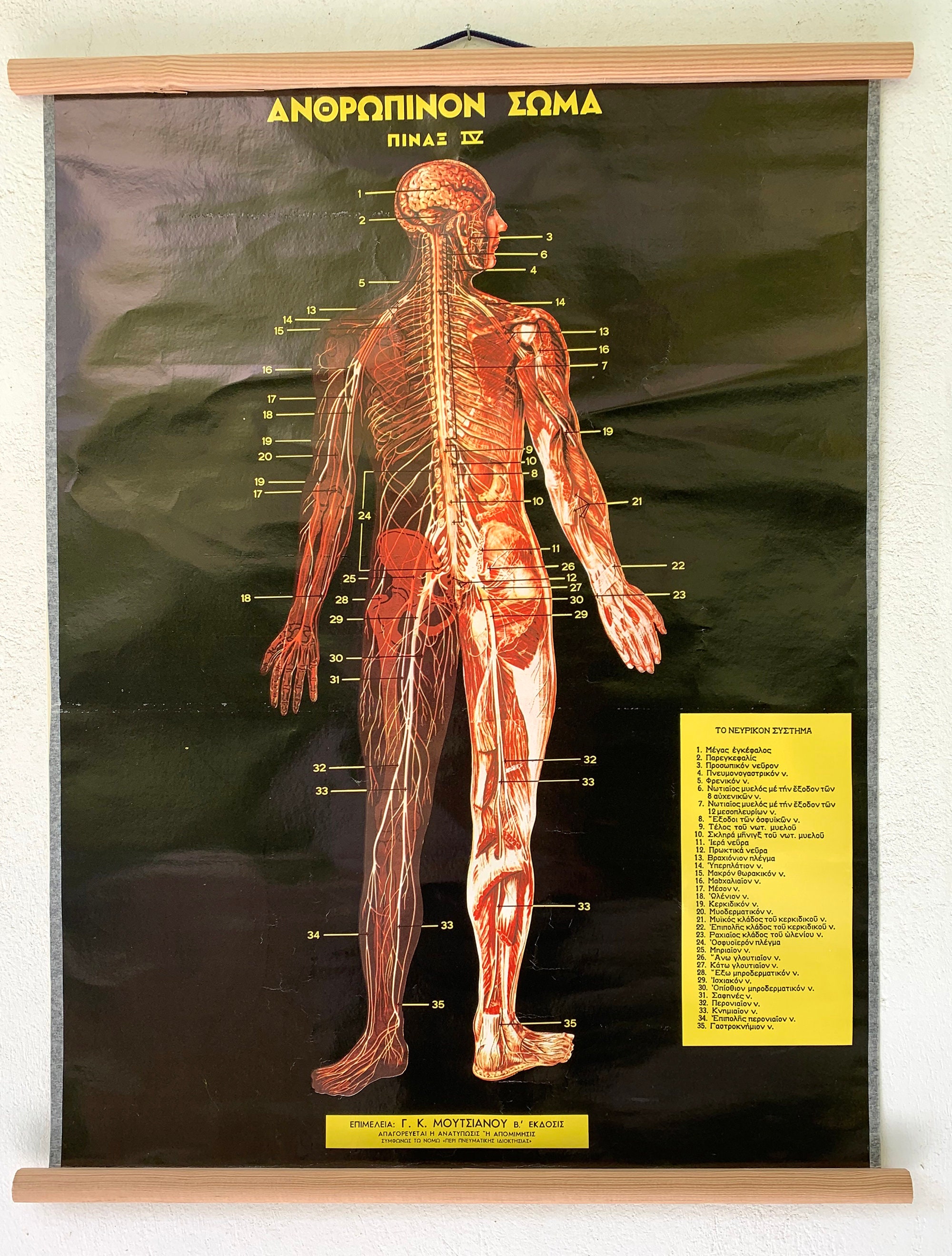Vintage Muscle Anatomy Chart: Greek Muscular System, Linen Canvas