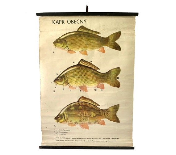 Buy Vintage Carp Fish Chart, Freshwater Fish, Fish Anatomy and