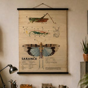 May include: Vintage insect anatomy chart featuring detailed illustrations of a grasshopper and a butterfly, with labeled diagrams. The chart is printed on aged paper and mounted with black wooden rods, suitable for educational or decorative purposes.