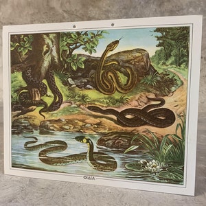Cobras impressão escolar Cobras Carta escolar de papelão Carta de parede de impressão de papelão vintage Decoração de quarto infantil Carta escolar Tapeçaria de parede.