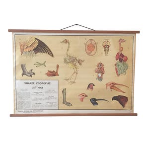 May include: A vintage-style educational wall chart featuring anatomical illustrations of birds, including a skeleton, internal organs, and various beak and foot types. The poster is mounted on wooden dowels with a black hanging string at the top.