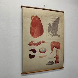 Vintage Bird Anatomy Lithograph: Czech School Chart Wall Hanging