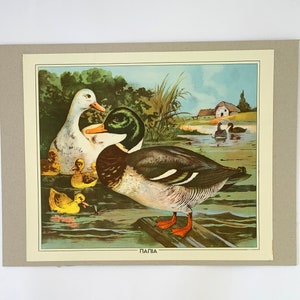 Impresión de gráfico escolar de patos vintage, gráfico mural de cartón original, decoración para habitación infantil, decoración educativa para el hogar, arte retro para aulas escolares