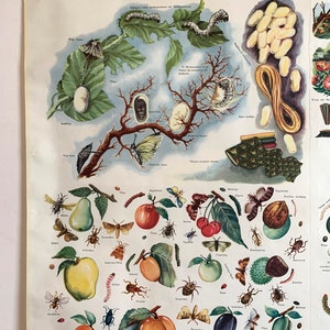 Insects Pull Down Chart, Botanical School Science, Botanical School ...