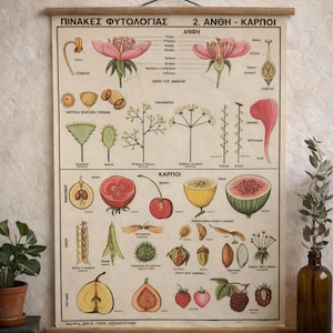 May include: Vintage botanical chart featuring detailed illustrations of flowers and fruits, with Greek text. The chart includes labeled diagrams of plant parts, including flowers, seeds, and various fruits. The chart is mounted on wooden rods.