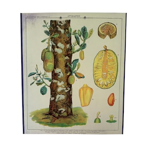 Lámina escolar Nuts N.O.S, Gráfico escolar original de cartón, Lámina vintage de cartón, gráfico de pared, Decoración habitación niños, Póster escolar.