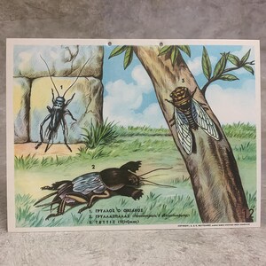 Impression école mouches des récoltes N.S.A, mouche domestique carte scolaire en carton, impression en carton vintage, carte murale, décoration de chambre d'enfants.