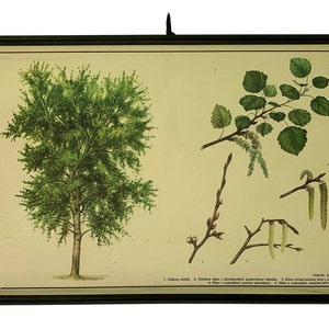 Original Vintage Schulkarte, Laubbäume, Laubbaum Laubbaum Karte, botanische Schulkarte, botanische Schulkarte, Vintage Schulkarte, Wohnkultur