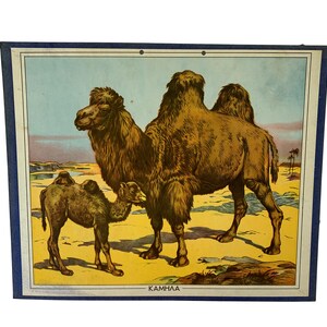 Cuadro escolar Camellos N.O.S, Cuadro escolar original de cartón, Cuadro de cartón vintage, Cuadro de pared, Decoración habitación niños, Cuadro escolar