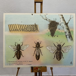 Impresión escolar de abejas N.O.S Gráfico escolar original de cartón Vintage Gráfico de pared con impresión de cartón Decoración de la habitación para niños Impresión escolar.