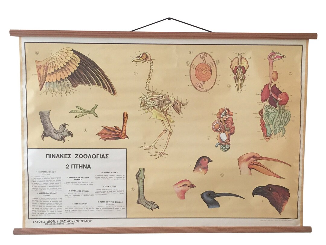 Vintage Zoology Chart, Bird Anatomy and Physiology Chart, Educational ...