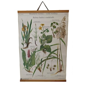 Erbe di palude Grafico scolastico botanico, Scienze della scuola botanica, Grafico a discesa vintage, Grafico scolastico, Wall Hanging, Home Decor.