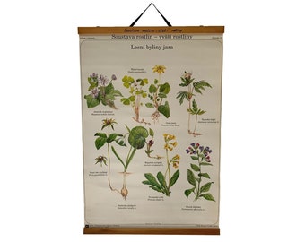 Forest Herbs Vintage Scholl chart, Awasome Summer herbs Botanical school chart,  Botanical School Science, School Chart, Home Decor.