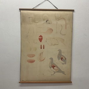 Anatomie du poulet, lithographie, carte scolaire imprimée vintage, carte scolaire imprimée en carton, carte scolaire, décoration d'intérieur.