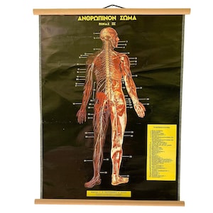 Muskulatur Vintage Anatomische Pull-Down-Chart, Muskel Anatomie Tabelle, Original Anatomie Messlatte, Vintage Diagramm des menschlichen Körpers.