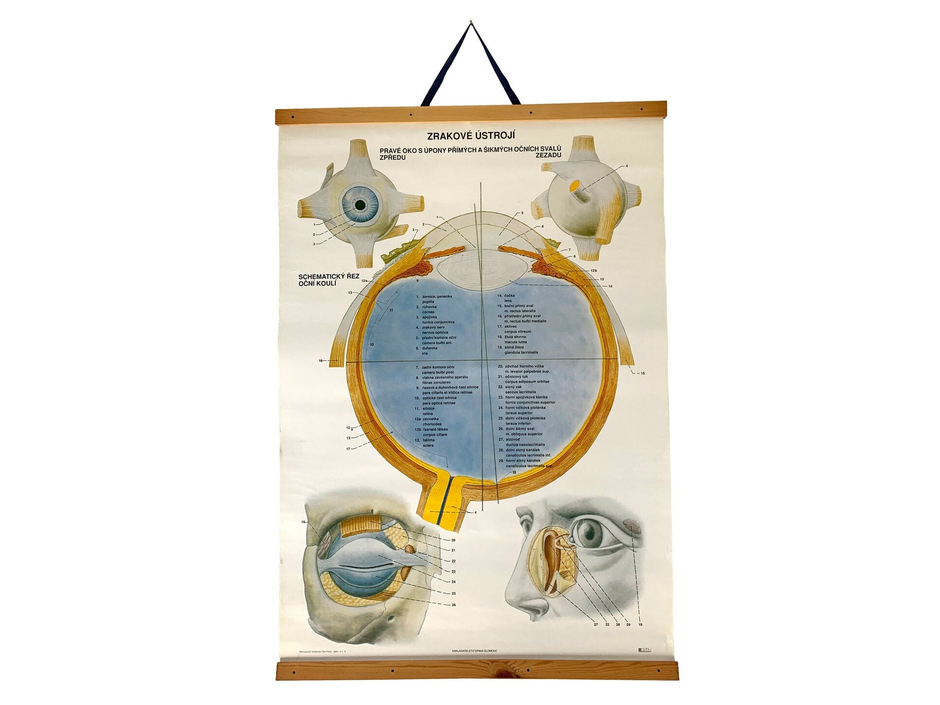 1928px x 1446px - Original Vintage Eye Anatomy Pull Down Chart Eyeball Chart - Etsy