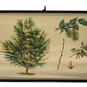 Decorazione da parete botanica, albero di carpino vintage, tabella scolastica botanica, scienza scolastica botanica, mappa scolastica vintage, arredamento per la casa.