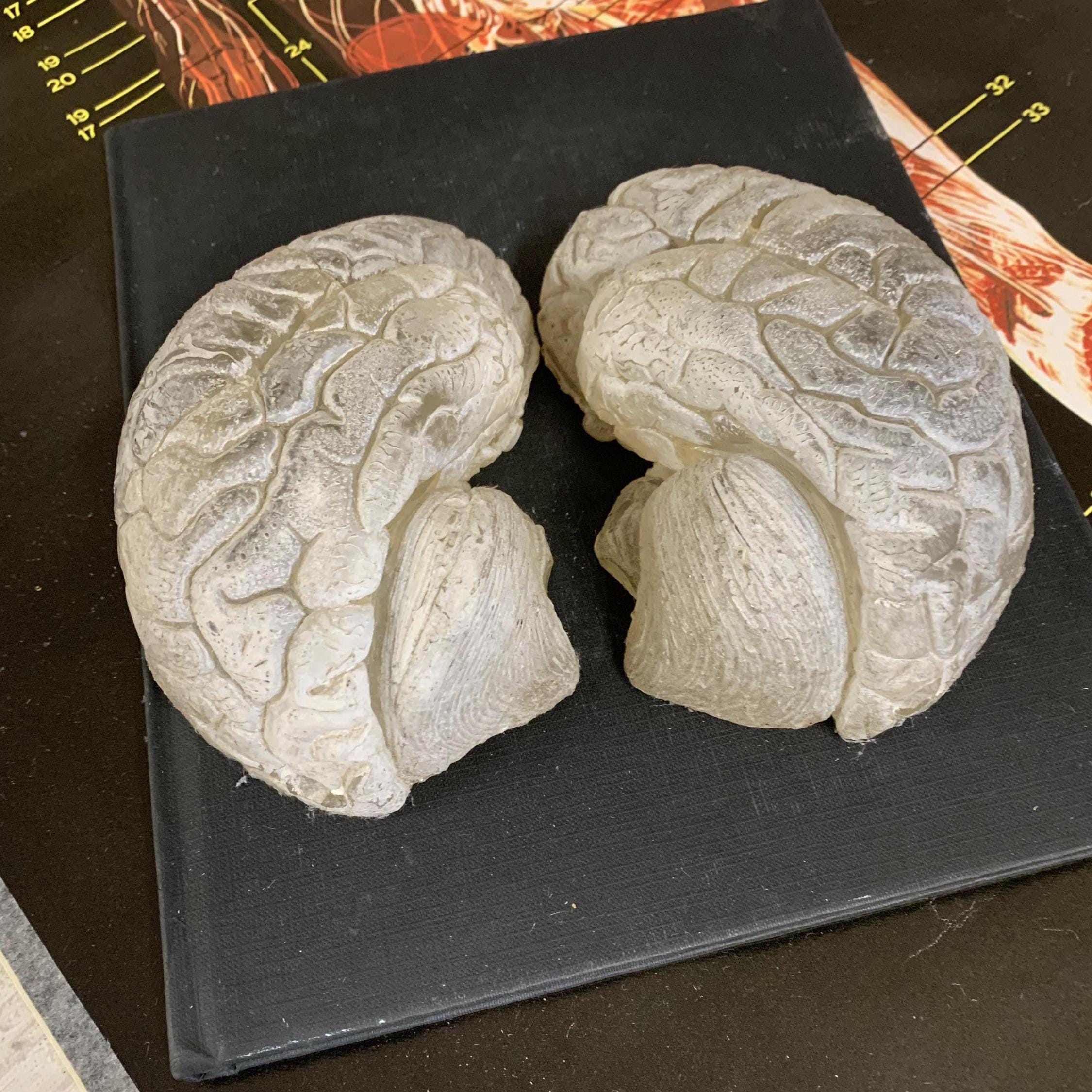 Brain Shell Nothing Vintage Anatomical Brain Model: Handcrafted Resin Office Decor - Etsy