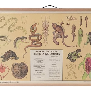 Vintage zoölogiekaart, amfibieën en reptielen anatomie en fysiologie, educatieve amfibieën, schoolkaart, vintage kaart