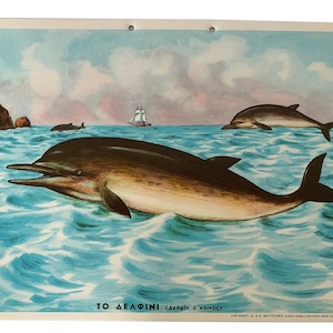 Lámina escolar Delfines N.O.S, Gráfico escolar Original Cartón, Lámina Vintage Cartón, gráfico de pared, Decoración habitación niños, Lámina escolar.