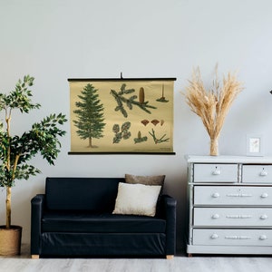 Original Vintage Schulkarte, Tannenbaum, Nadelbäume, botanische Schulkarte, botanische Schulkarte, Vintage Schulkarte, Wohnkultur.