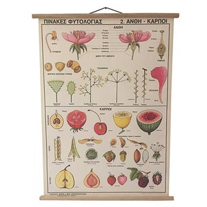 Bloem bloesems en fruit pull-down grafiek, botanische school wetenschap, botanische school grafiek, woondecoratie, vintage pull-down grafiek.