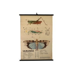 Vintage sprinkhaangrafiek, zoölogische schoolkaart van sprinkhaaninsect, vintage zoölogiekaart, schoolkaart, woondecoratie.