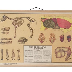 Vintage zoölogiegrafiek, grafiek anatomie en fysiologie zoogdieren, educatieve zoogdieren, schoolgrafiek, geïllustreerde vintage grafiek, woondecoratie.