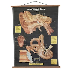 Vintage Anatomie des menschlichen Ohrs, Vintage Ohranatomie-Klappkarte, Vintage Anatomie des menschlichen Körpers, medizinische Schulkarte, Lehrtafel, Lehrtafel