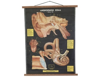 Vintage Human Ear Anatomy, Vintage Ear Anatomy Pull Down Chart, Vintage Human Body Anatomy, Medical School Chart, Educational Poster