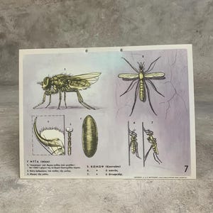 Stampa della scuola di mosche N.O.S., Tabella scolastica in cartone della mosca domestica, Stampa in cartone vintage, Tabella murale, Decorazione per la stanza dei bambini, Mappa della scuola vintage