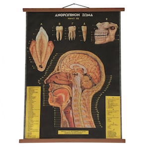 Vintage Anatomie Poster, Kopf an den Zähnen, Lehrtafel, Anatomisch, Anatomie