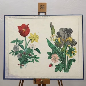 De lentebloemen print N.O.S Originele kartonnen schoolkaart Vintage kartonnen print wandkaart Kinderkamerdecoratie Schoolkaart.