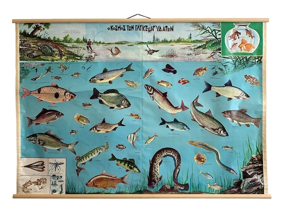 Vintage Freshwater Fish Chart, Freshwater Fish Poster, Fish Pull Down Map,  Fish School Chart, Lithograph Pull Down, Wall Art Decor. -  Canada