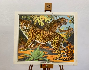 Vintage Leopards School Print: Original Cardboard Wall Chart