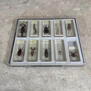 Puede incluir: Una vitrina de plástico transparente con 10 compartimentos individuales, cada uno con un espécimen de insecto diferente preservado en resina. Los insectos incluyen un escorpión, un ciempiés, un escarabajo, un insecto palo, un grillo, un escarabajo ciervo volante, una mantis religiosa, una araña y dos escarabajos más.