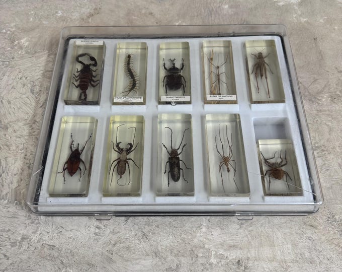 Insect Specimens Display Case, 15 Insect Resin in Showcase, Insect ...