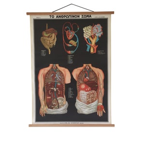 Vintage Human Anatomy Pull Down Chart, Greek Medical Poster, Educational Human Body Map, School Chart, Medical School Wall Decoration
