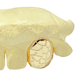 Real Solid Gold Nugget Tooth 10K Gold or 14K Gold or 18K Gold Single Slug Cap Custom Grillz