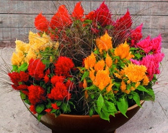 Celosia Plumed Weiß Flamingo//Selbst-Aussaat Annual Blumensamen 30