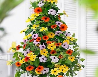 40 semi-Black Eyed Susan Vine Thunbergia Alata Misto