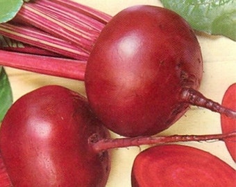 Rouge foncé de Betterave Graines delikatesnaya délicatesse russe Heirloom beetrot non OGM
