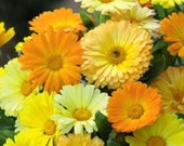 Pot Marigold Dwarf Fiesta Open Pollinated Seeds NON GMO for Planting 202458