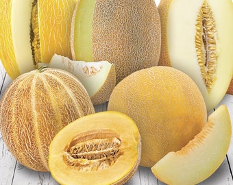 Organically Grown Open Pollinated Melon Seeds Napoletano Giallo